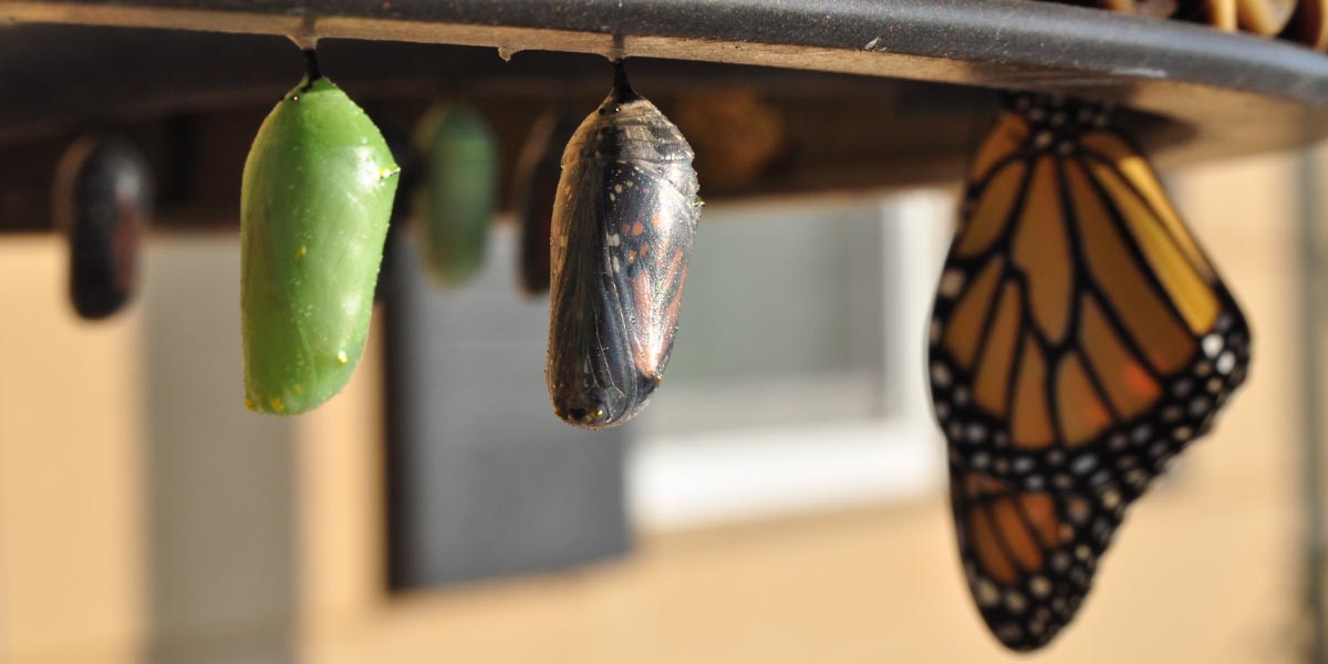 A cocoon turning into a butterfly